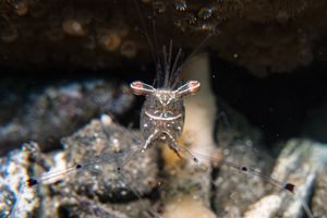Cuapetes representative species