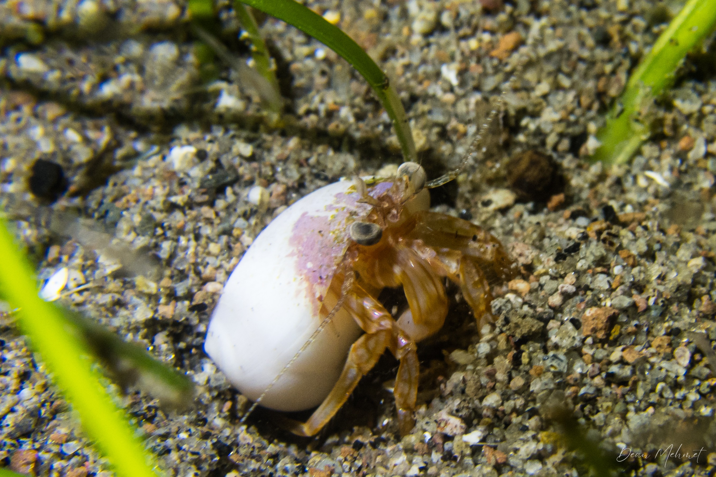 Pale Anemone Hermit Crab