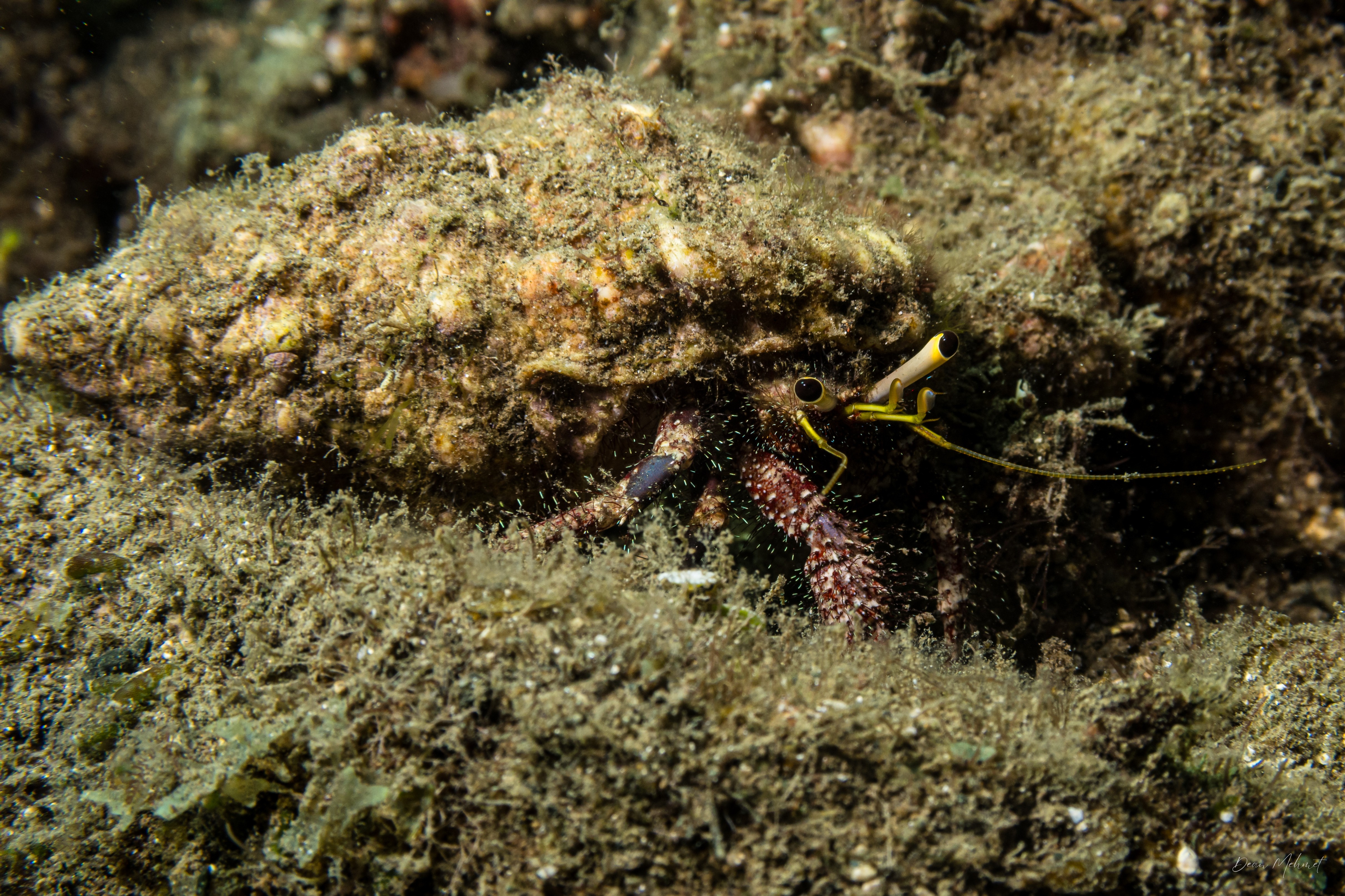 Hairy Red Hermit Crab