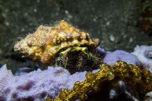 Hermit Crab representative species