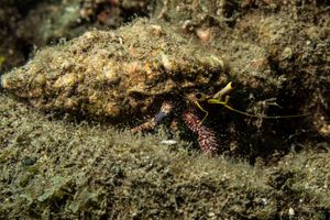 Hairy Red Hermit Crab
