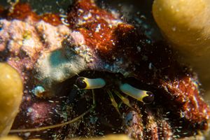 Hairy Red Hermit Crab from Manado & Bunaken
