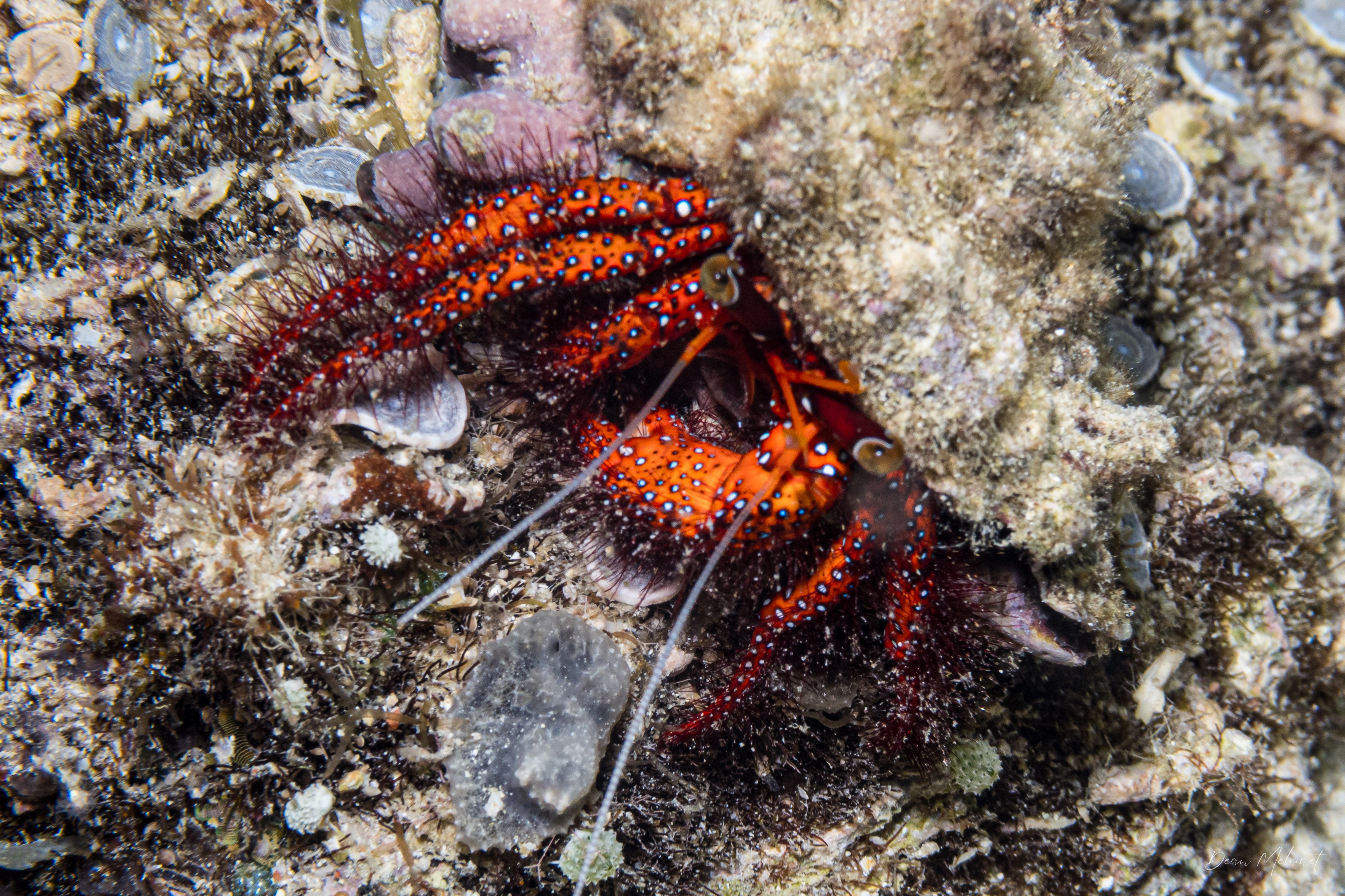 White-spotted Hermit Crab