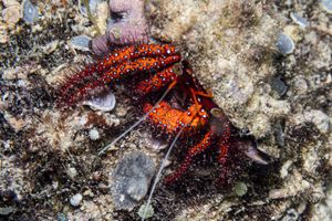 White-spotted Hermit Crab