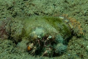 Hermit Crab representative species