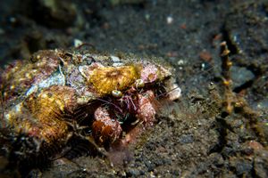 Anemone Hermit Crab