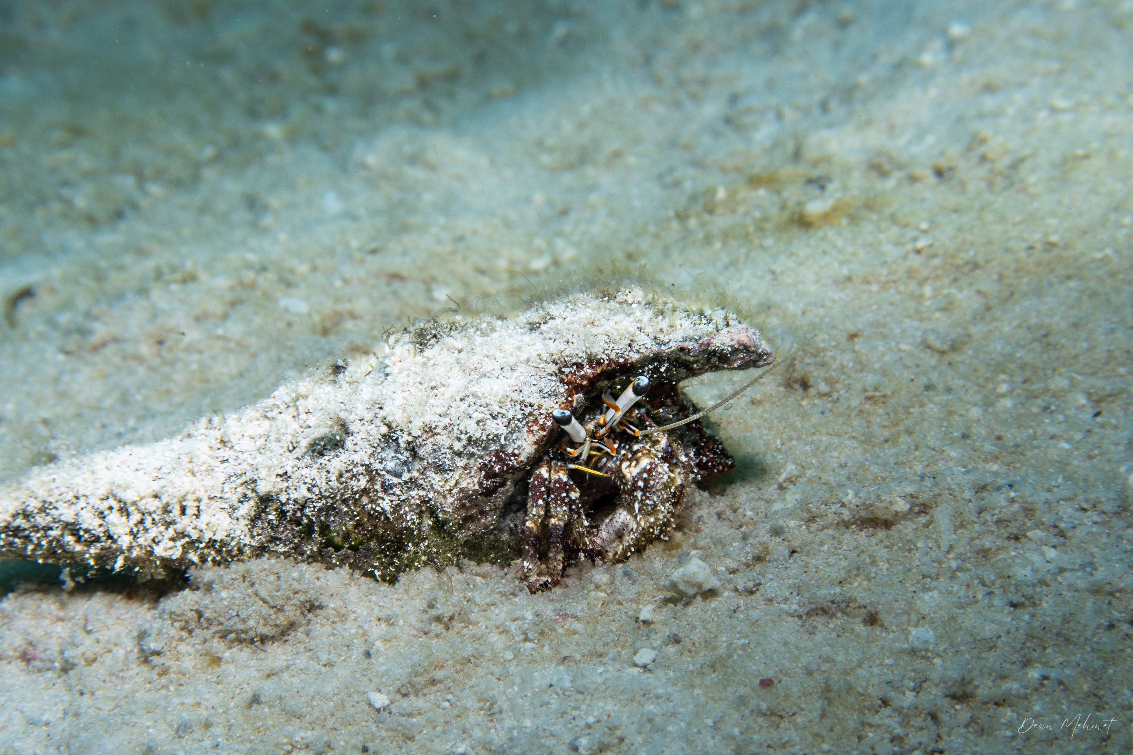 Blue-eyed Hermit Crab