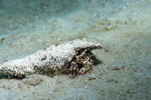 Blue-eyed Hermit Crab