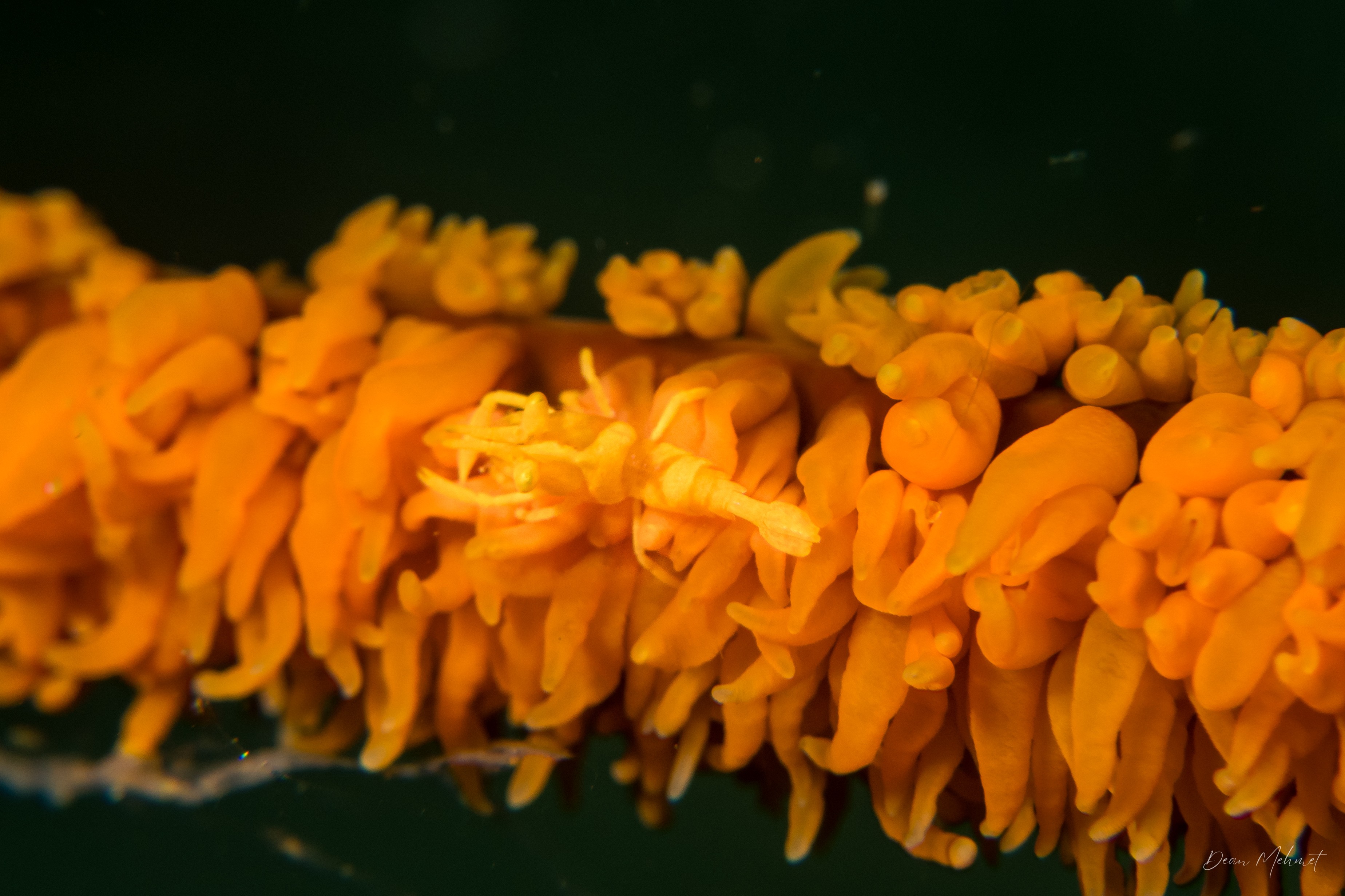 Zanzibar Whip Coral Shrimp
