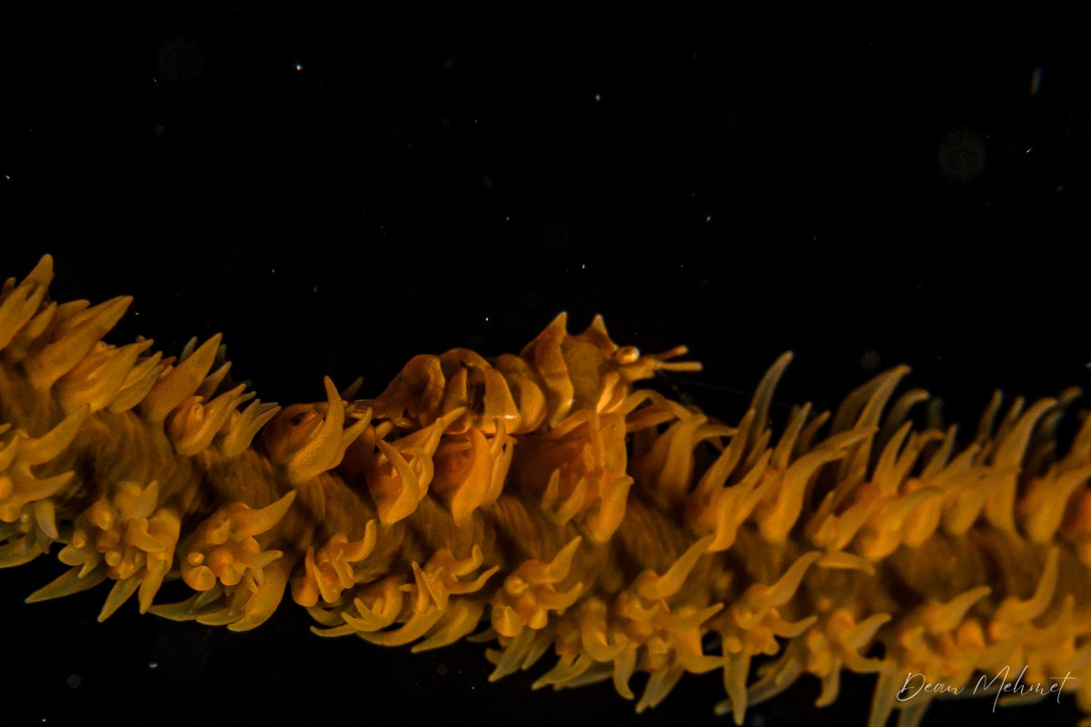 Zanzibar Whip Coral Shrimp hero image