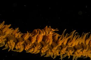 Zanzibar Whip Coral Shrimp representative species