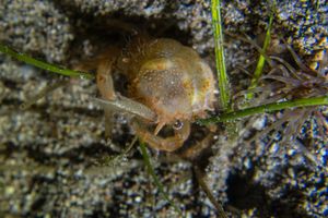 Masked Burrowing Crab representative species