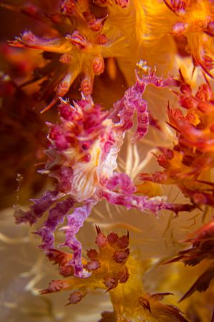Soft Coral Crab representative species