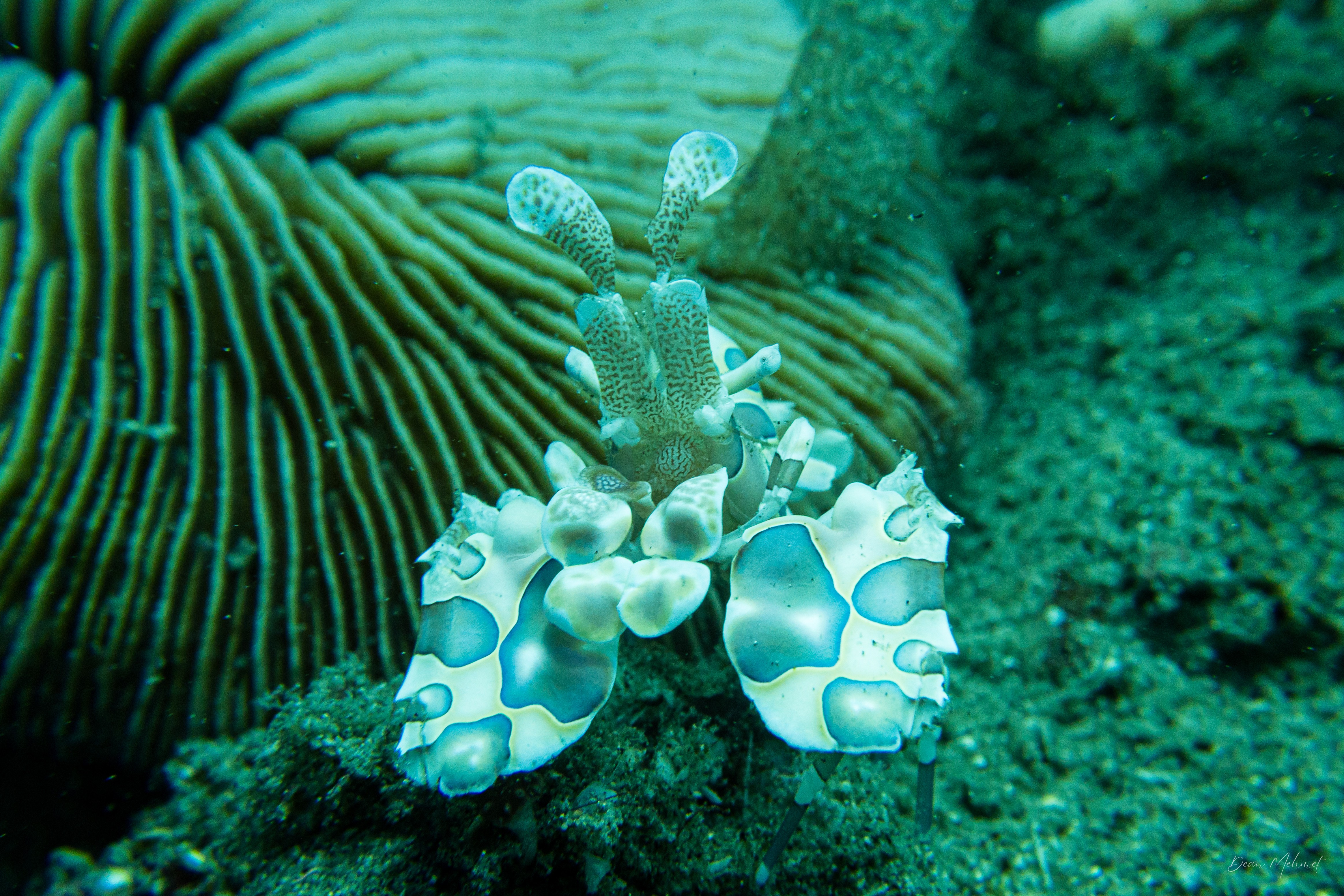 Harlequin Shrimp