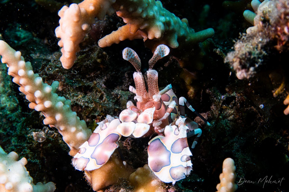 Harlequin Shrimp hero image