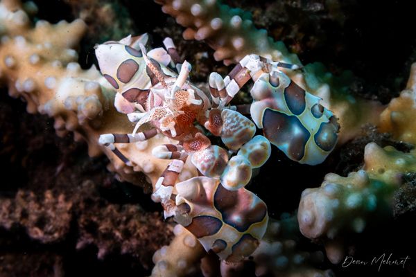 Harlequin Shrimp - Photo 3