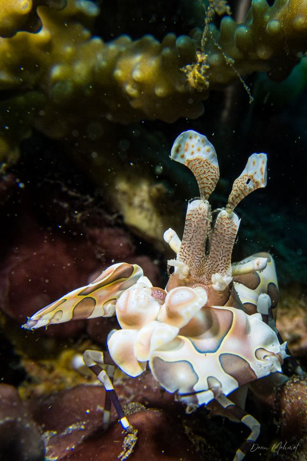 Harlequin Shrimp - Photo 5