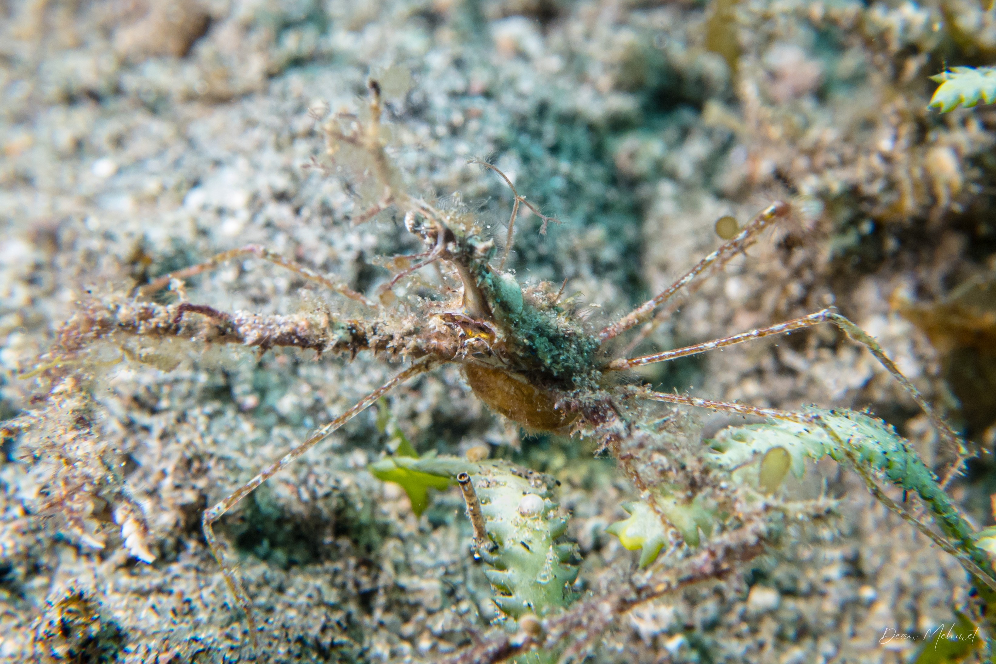 Thorny Elbow Crab