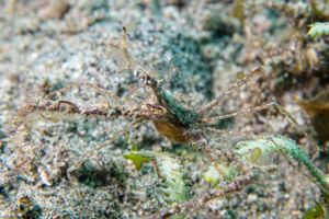 Thorny Elbow Crab representative species