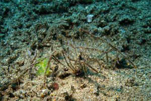 Thorny Elbow Crab