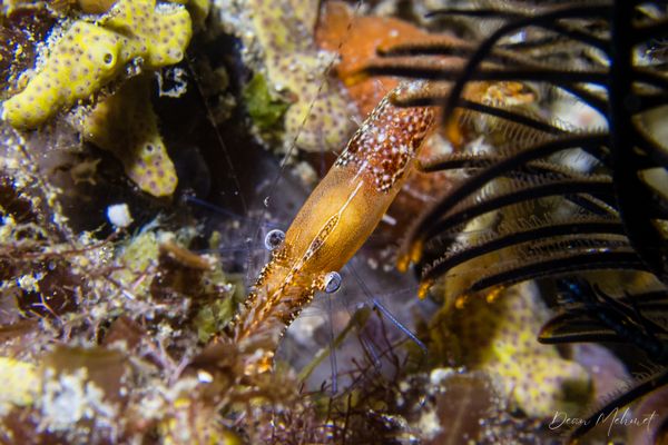 Donald Duck Shrimp