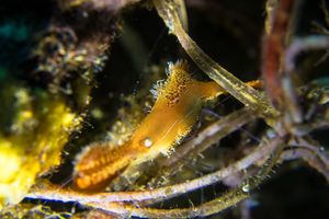 Donald Duck Shrimp