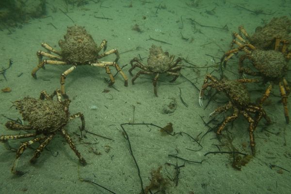 Great spider crab