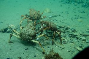 Blairgowrie Pier dive