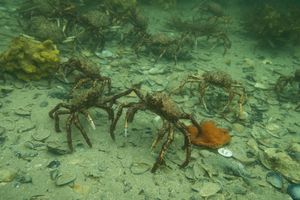 Great spider crab