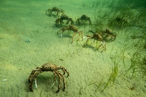 Blairgowrie Marina dive
