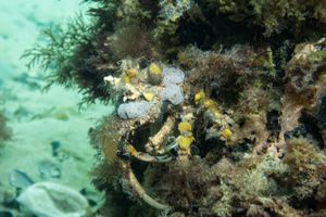 Great spider crab