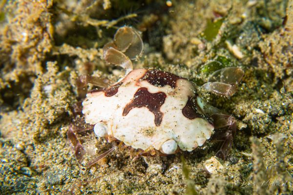Sea Cucumber Crab