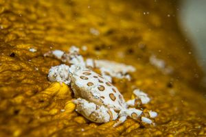 Sea Cucumber Crab