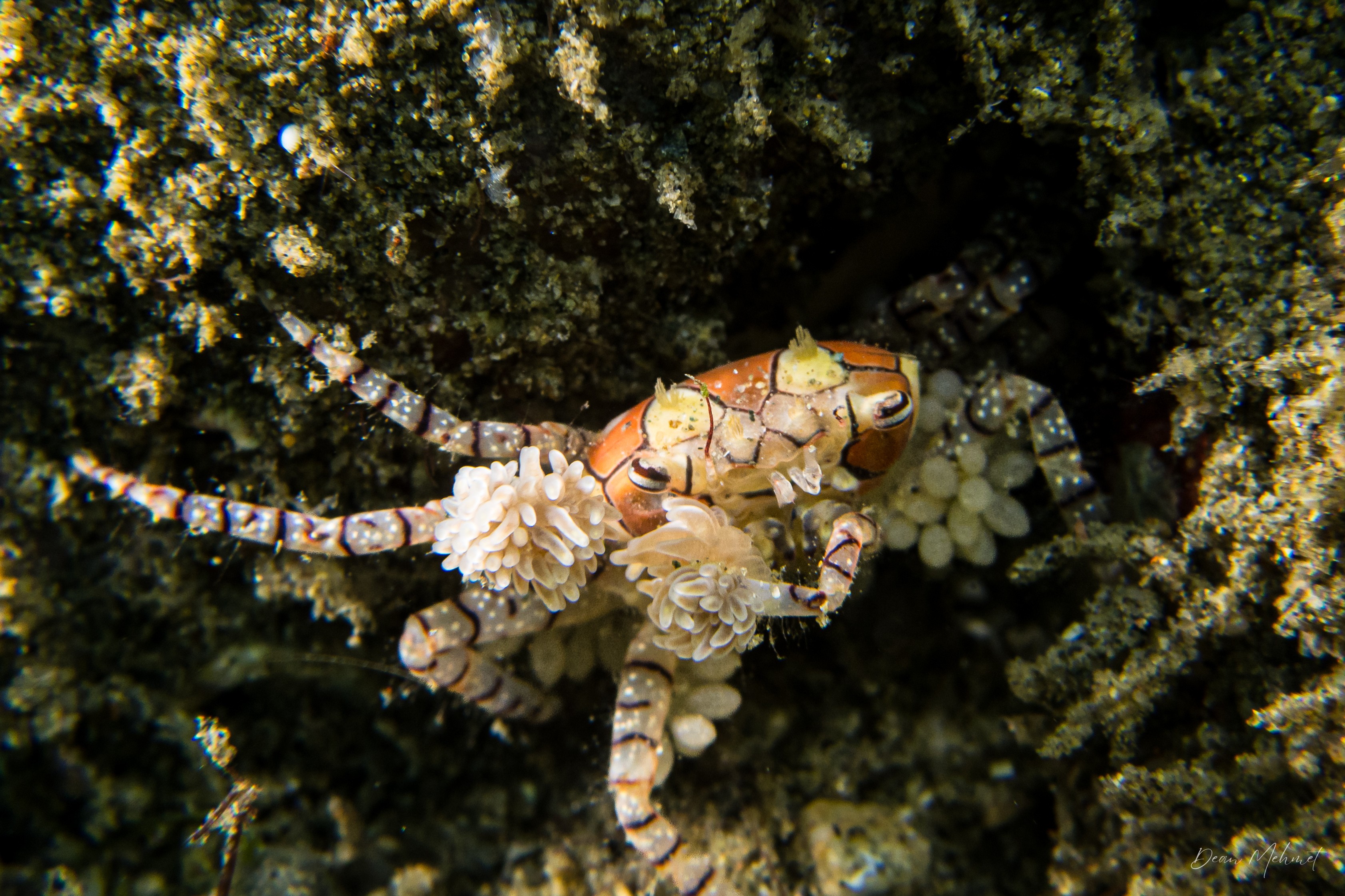 Boxer Crab
