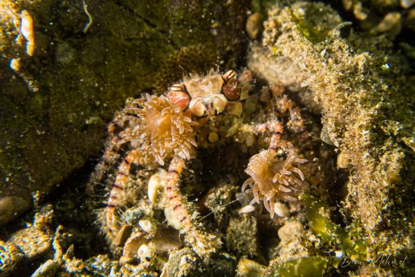 Boxer Crab