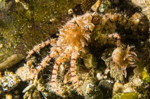 Boxer Crab