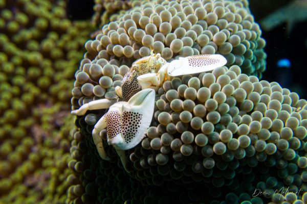Anemone Porcelain Crab