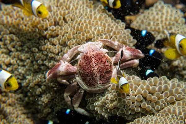 Anemone Porcelain Crab - Photo 6