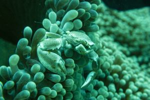 Anemone Porcelain Crab