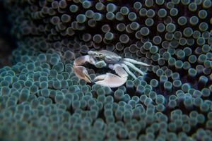 Anemone Porcelain Crab