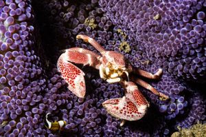 Anemone Porcelain Crab