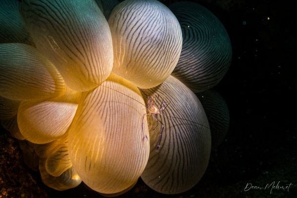 Bubble Coral Shrimp