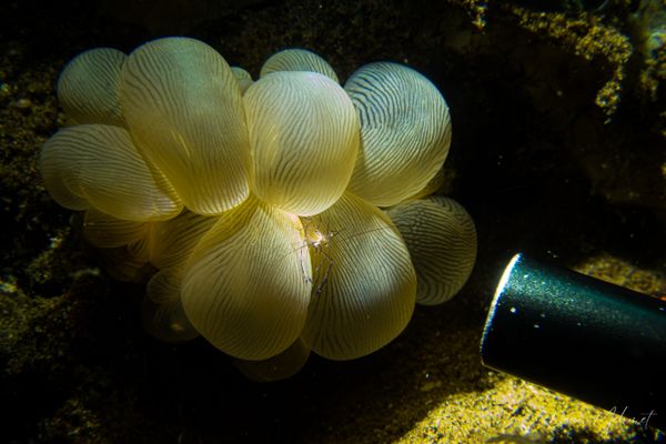 Bubble Coral Shrimp