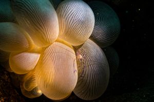 Bubble Coral Shrimp