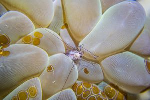 Bubble Coral Shrimp