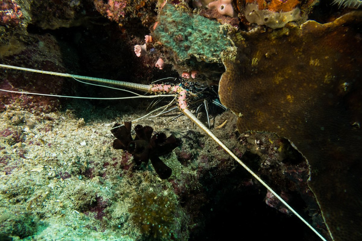 Painted Spiny Lobster hero image