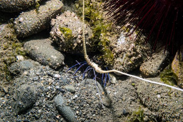 Painted Spiny Lobster