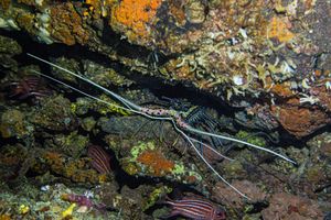 Painted Spiny Lobster