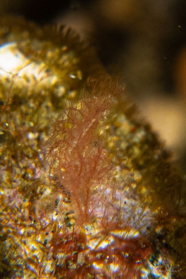 Algae Shrimp