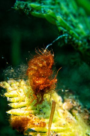 Algae Shrimp